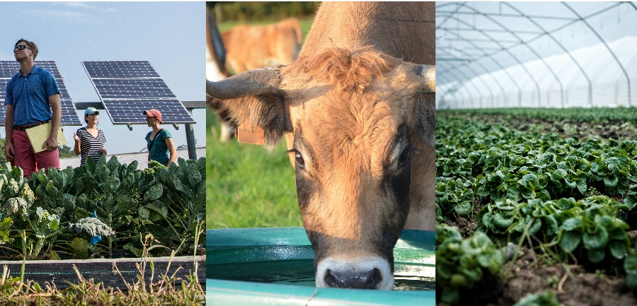 Solar Powered Water Pump for irrigation and livestock_montage